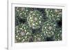 Close up of Cacti.-Richard Bryant-Framed Photo