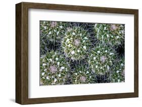 Close up of Cacti.-Richard Bryant-Framed Photo