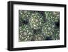 Close up of Cacti.-Richard Bryant-Framed Photo