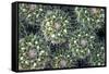 Close up of Cacti.-Richard Bryant-Framed Stretched Canvas