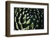 Close up of Cacti.-Richard Bryant-Framed Photo