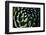 Close up of Cacti.-Richard Bryant-Framed Photo