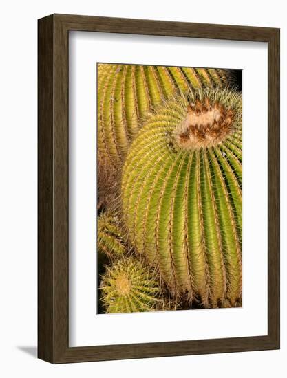 Close up of Cacti.-Richard Bryant-Framed Photo