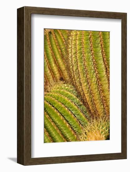 Close up of Cacti.-Richard Bryant-Framed Photo