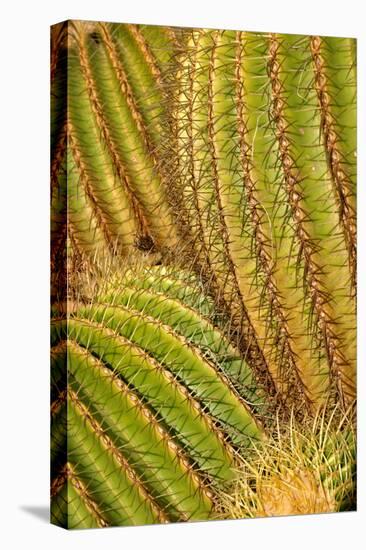 Close up of Cacti.-Richard Bryant-Stretched Canvas