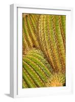 Close up of Cacti.-Richard Bryant-Framed Photo