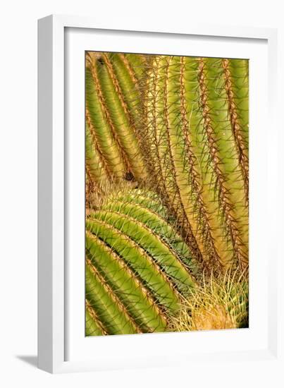 Close up of Cacti.-Richard Bryant-Framed Photo