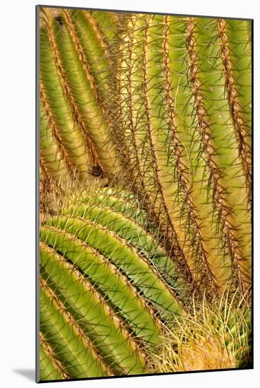 Close up of Cacti.-Richard Bryant-Mounted Photo