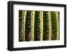 Close up of Cacti.-Richard Bryant-Framed Photo