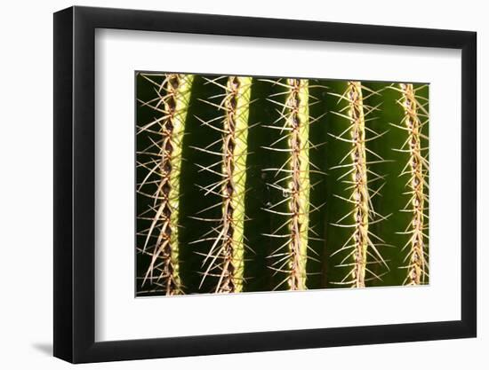 Close up of Cacti.-Richard Bryant-Framed Photographic Print