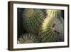 Close up of Cacti.-Richard Bryant-Framed Photo