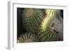 Close up of Cacti.-Richard Bryant-Framed Photo