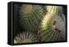 Close up of Cacti.-Richard Bryant-Framed Stretched Canvas