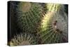 Close up of Cacti.-Richard Bryant-Stretched Canvas
