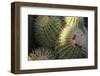 Close up of Cacti.-Richard Bryant-Framed Photo