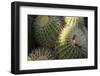 Close up of Cacti.-Richard Bryant-Framed Photo