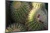 Close up of Cacti.-Richard Bryant-Mounted Photo