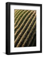 Close up of Cacti.-Richard Bryant-Framed Photo