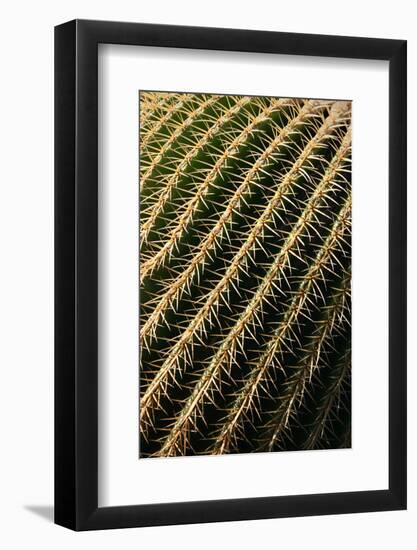 Close up of Cacti.-Richard Bryant-Framed Photo