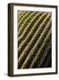 Close up of Cacti.-Richard Bryant-Framed Photo