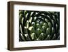 Close up of Cacti.-Richard Bryant-Framed Photo