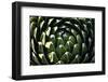 Close up of Cacti.-Richard Bryant-Framed Photo