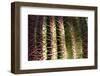 Close up of Cacti.-Richard Bryant-Framed Photo