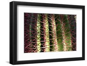 Close up of Cacti.-Richard Bryant-Framed Photo