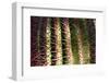 Close up of Cacti.-Richard Bryant-Framed Photo