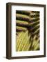 Close up of Cacti.-Richard Bryant-Framed Photo