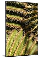 Close up of Cacti.-Richard Bryant-Mounted Photo