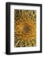 Close up of Cacti.-Richard Bryant-Framed Photo