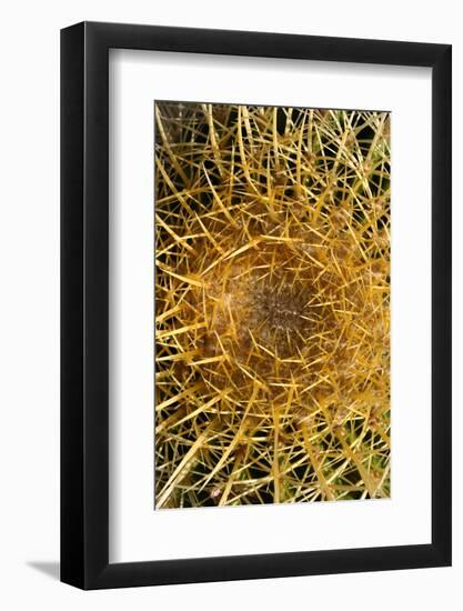 Close up of Cacti.-Richard Bryant-Framed Photo