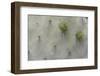 Close-Up of Cactus-DLILLC-Framed Photographic Print