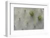 Close-Up of Cactus-DLILLC-Framed Photographic Print