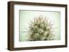 Close up of Cactus-tomgigabite-Framed Photographic Print