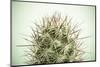 Close up of Cactus-tomgigabite-Mounted Photographic Print