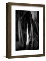 Close-up of Calla lily flower bud, California, USA-Panoramic Images-Framed Photographic Print