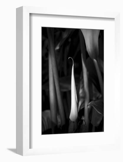Close-up of Calla lily flower bud, California, USA-Panoramic Images-Framed Photographic Print