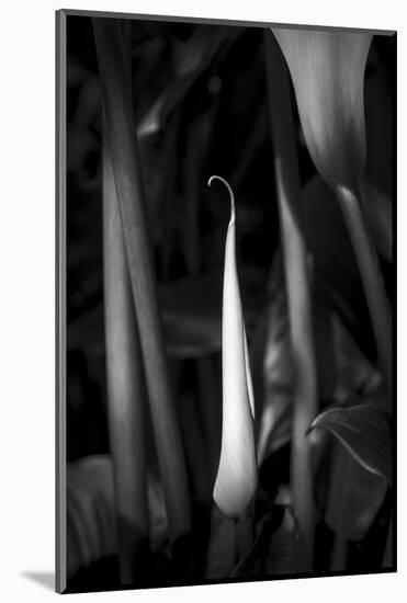 Close-up of Calla lily flower bud, California, USA-Panoramic Images-Mounted Photographic Print