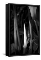 Close-up of Calla lily flower bud, California, USA-Panoramic Images-Framed Stretched Canvas