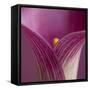 Close-up of Calla Lily-Clive Nichols-Framed Stretched Canvas
