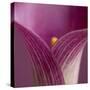 Close-up of Calla Lily-Clive Nichols-Stretched Canvas