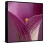 Close-up of Calla Lily-Clive Nichols-Framed Stretched Canvas