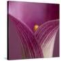 Close-up of Calla Lily-Clive Nichols-Stretched Canvas