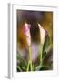 Close-Up of Calla Lily-Adam Jones-Framed Photographic Print