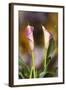 Close-Up of Calla Lily-Adam Jones-Framed Photographic Print