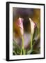 Close-Up of Calla Lily-Adam Jones-Framed Photographic Print