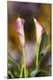 Close-Up of Calla Lily-Adam Jones-Mounted Photographic Print