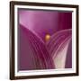 Close-up of Calla Lily-Clive Nichols-Framed Photographic Print